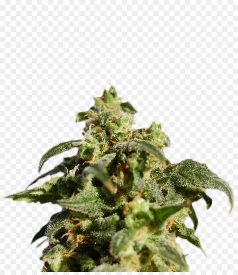 Planta De Cannabis，Marijuana PNG