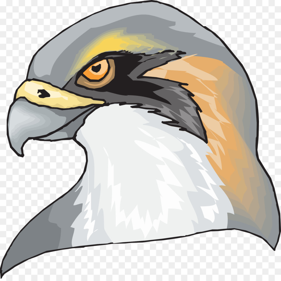 Hawk，águila PNG