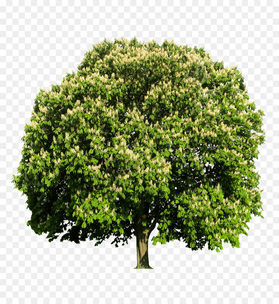 árbol，Barrera De La Raíz PNG