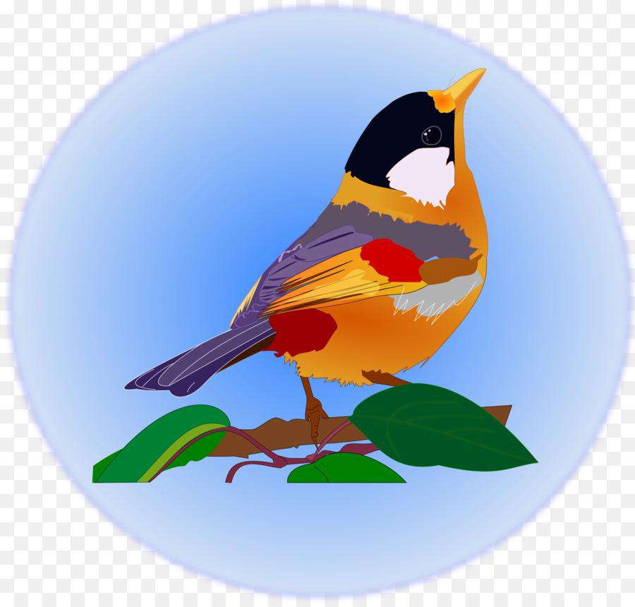 Pájaro，Animal PNG