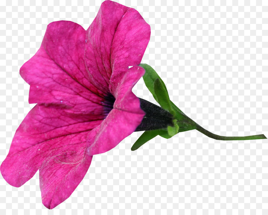 Flor，La Semilla PNG