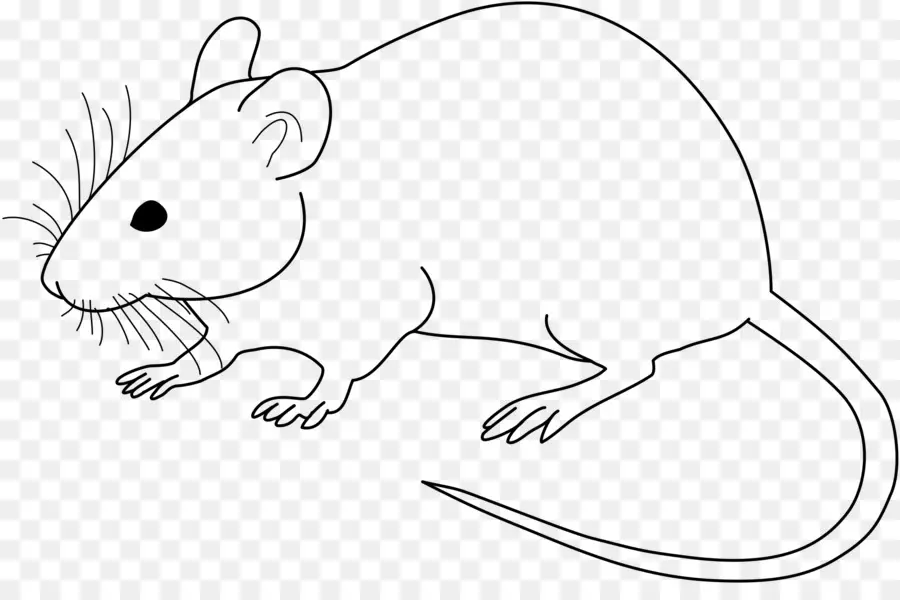 Ratón，Rata De Laboratorio PNG