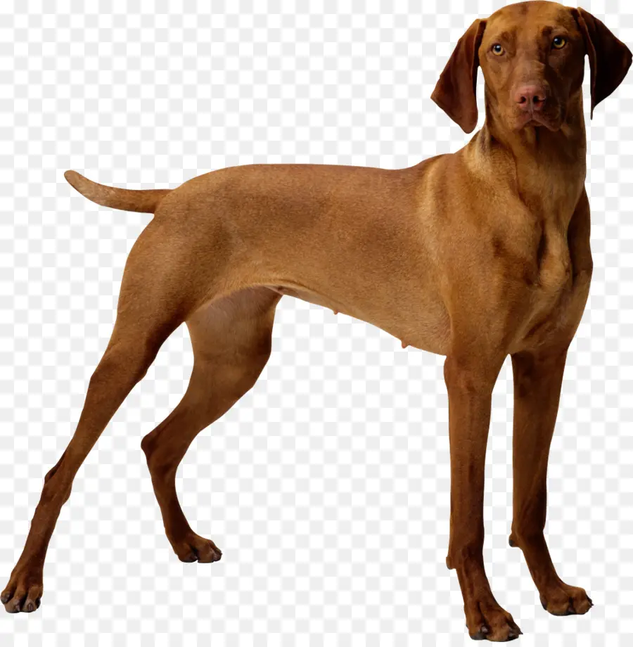 Perro，Cachorro PNG