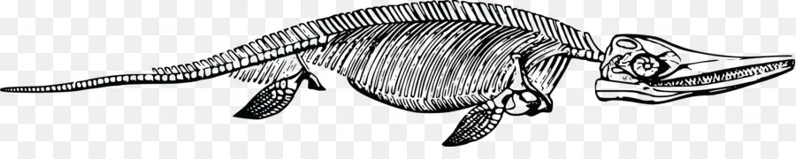 Ichthyosaurus，Ichthyosaur PNG