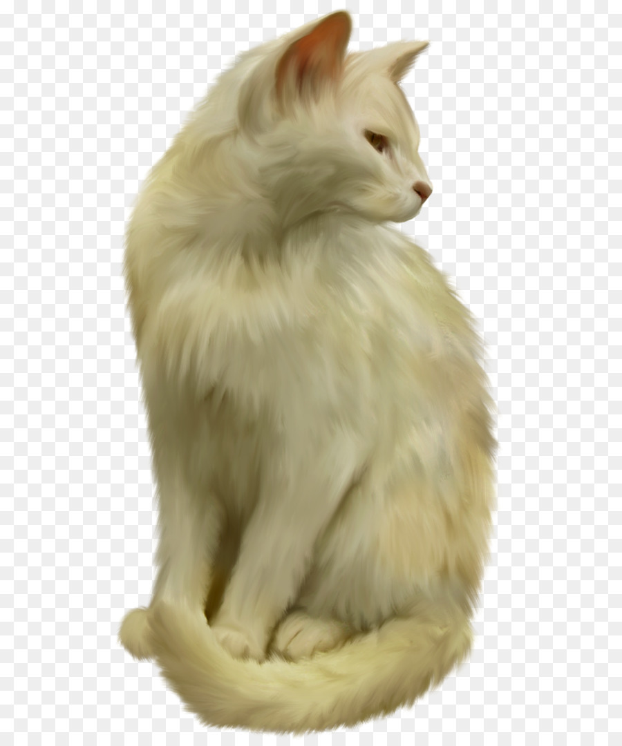 Gato Balinés，Angora Turca PNG