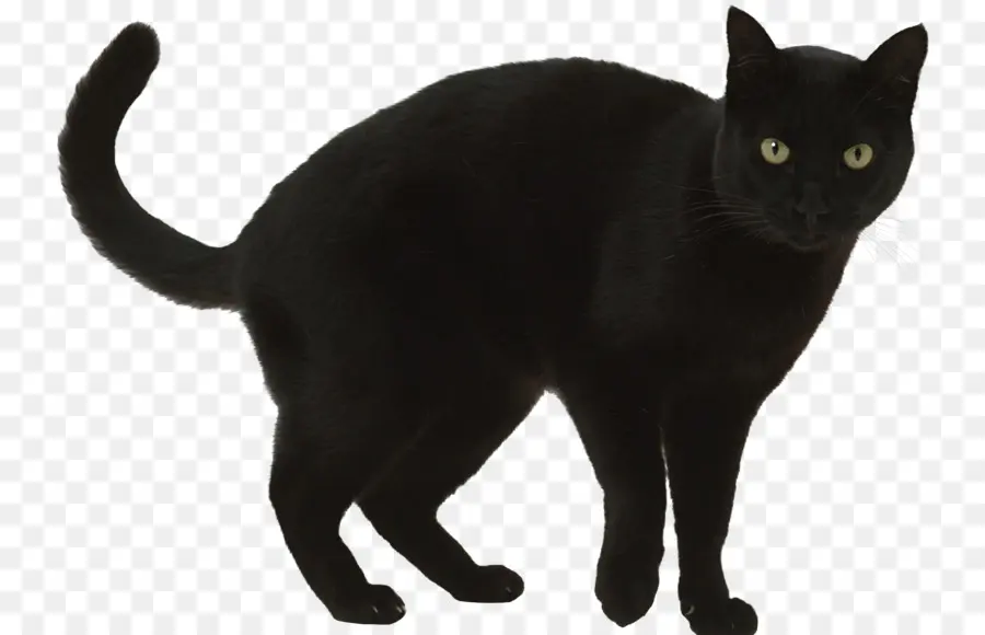 Gato，Gato Negro PNG