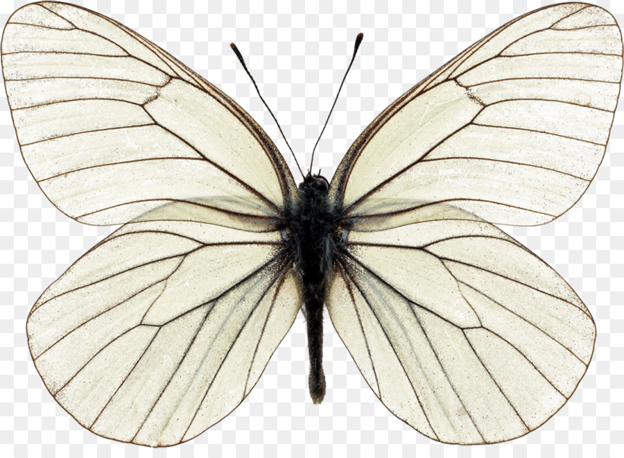 Mariposa Amarilla，Naturaleza PNG