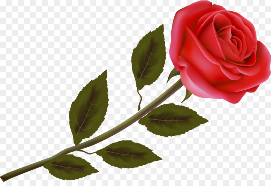 Rosa Roja，Flor PNG