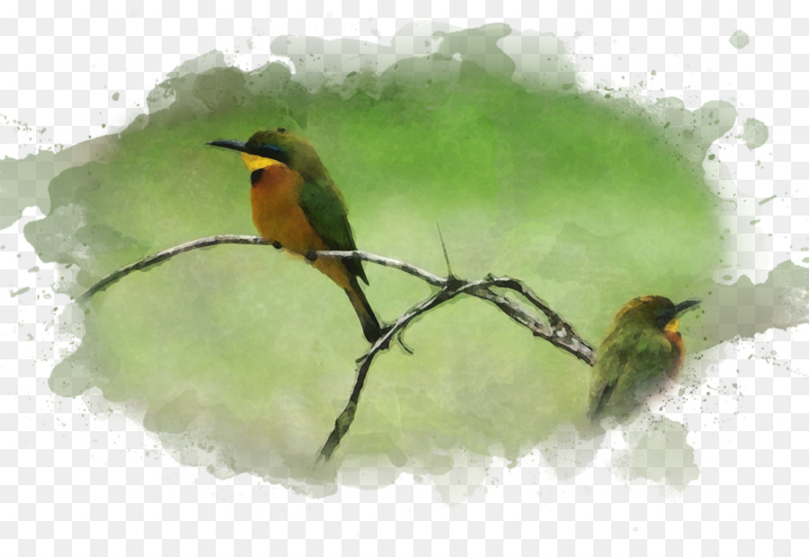 Pájaro，Pintura A La Acuarela PNG