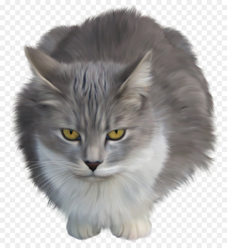 Maine Coon，Gatito PNG