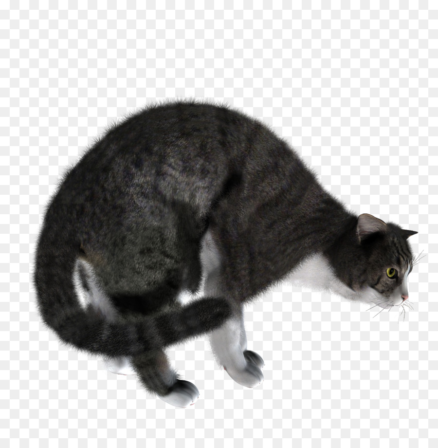 Gato Caminando，Gris PNG