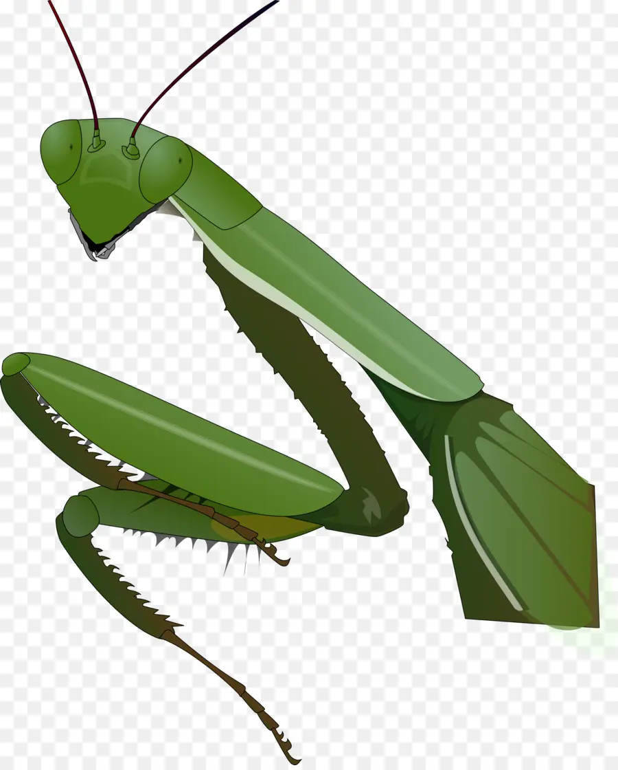 Las Manos En Oración，Mantis PNG