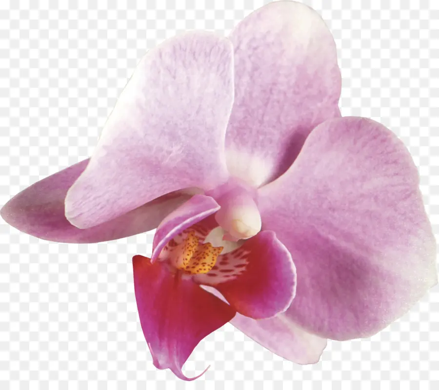 Orquídea，Floración PNG