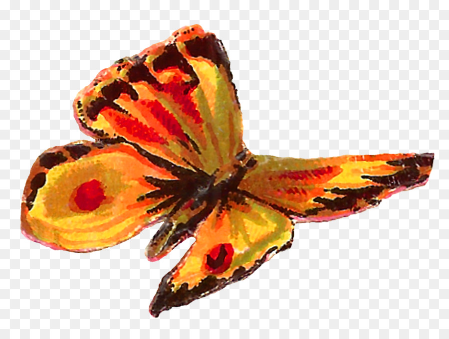 Mariposa，Dibujo PNG