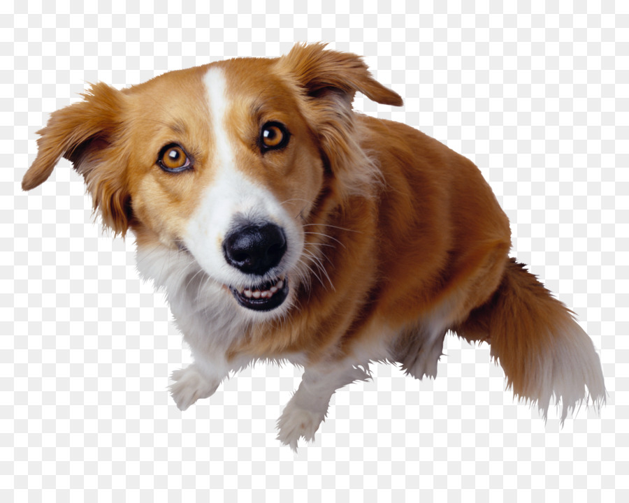 Perro，Mascota PNG