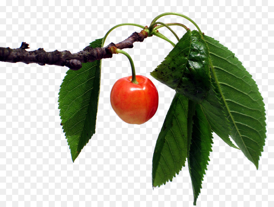 Cherry，Fruto Del Espíritu Santo PNG