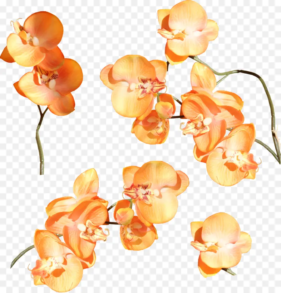 Orquídeas，Naranja PNG