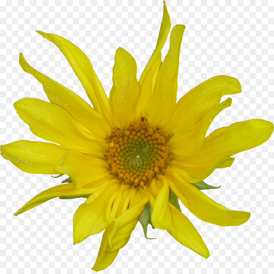 Común De Girasol，Flor PNG