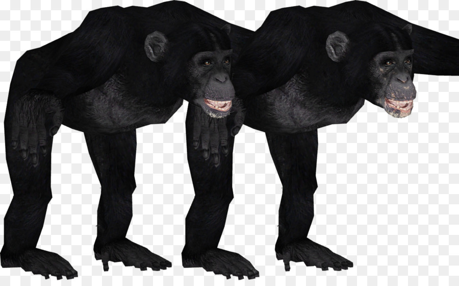 Gorila，Chimpancé Común PNG