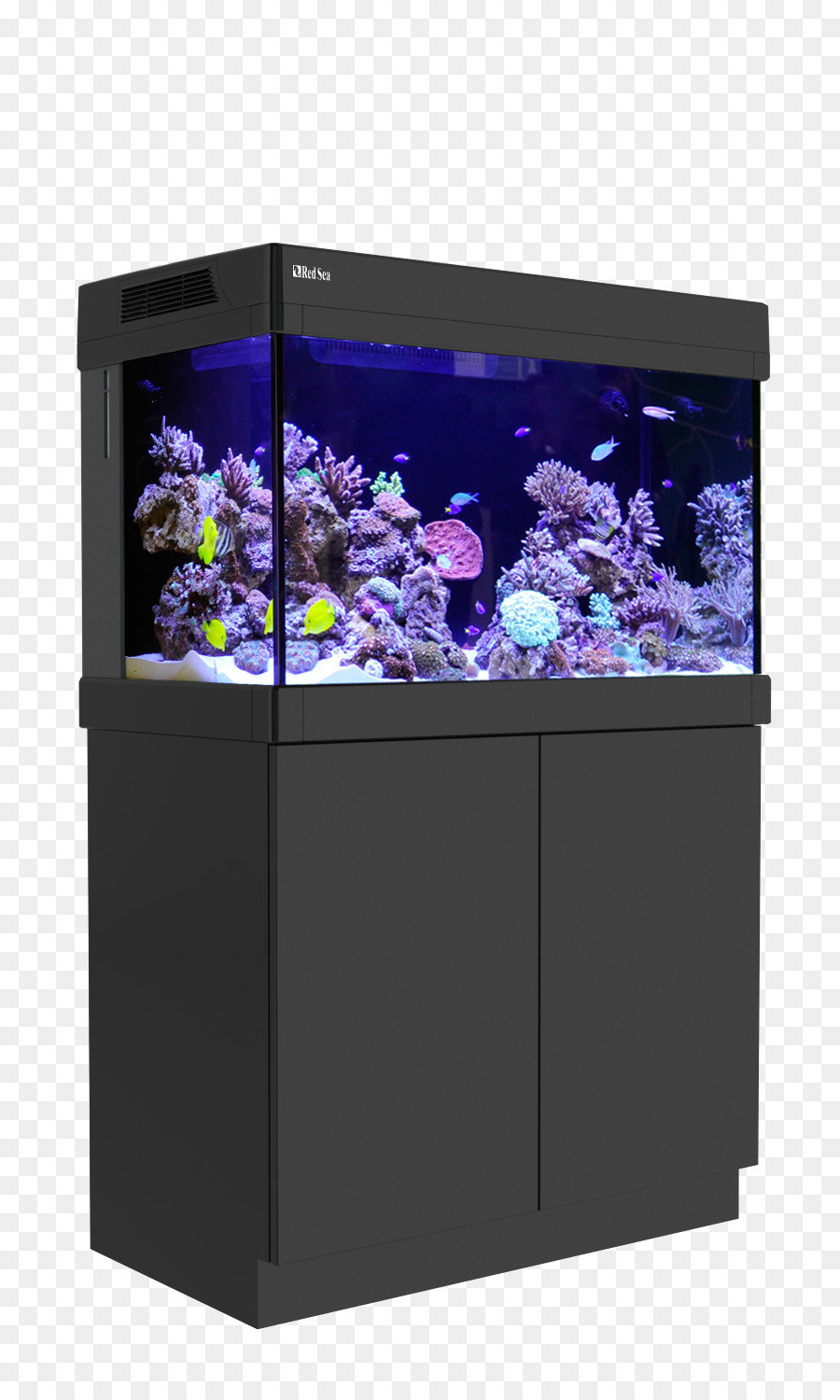 Acuario，Coral PNG