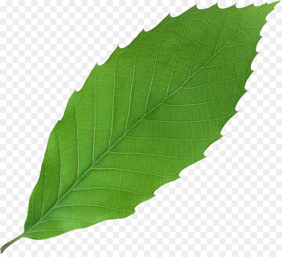 Hojas Verdes，Planta PNG