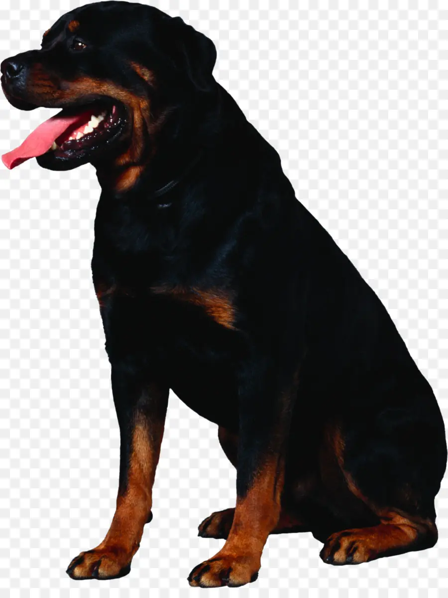 Rottweiler，Gran Boyero Suizo PNG