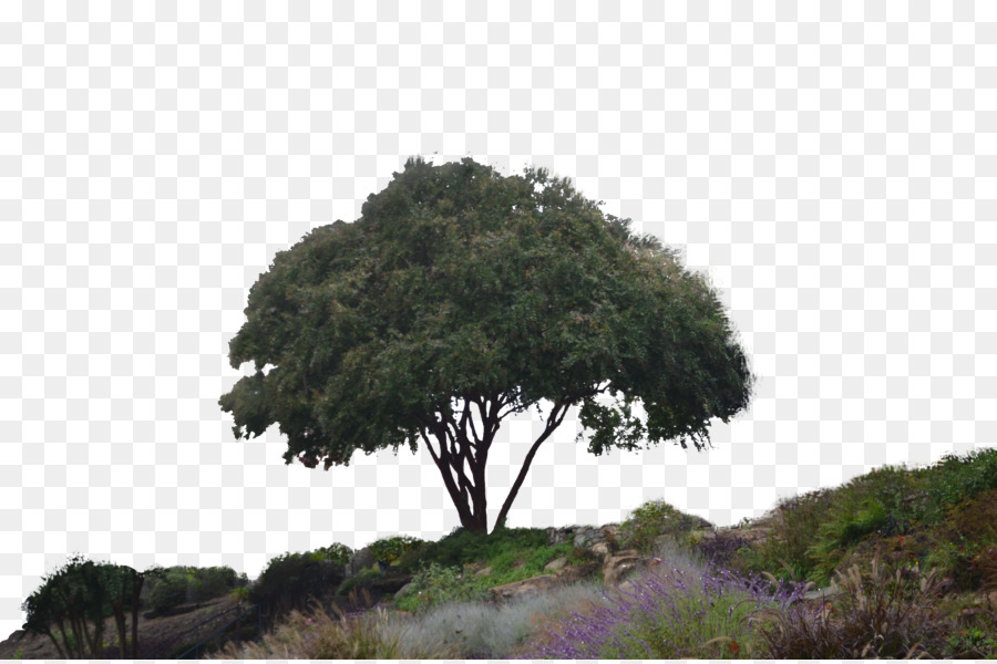 Árbol，Paisaje PNG