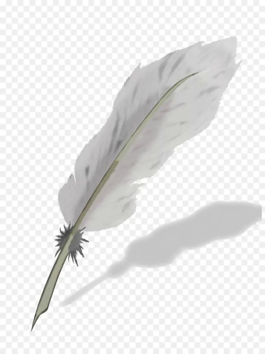 Pluma，Pluma Blanca PNG