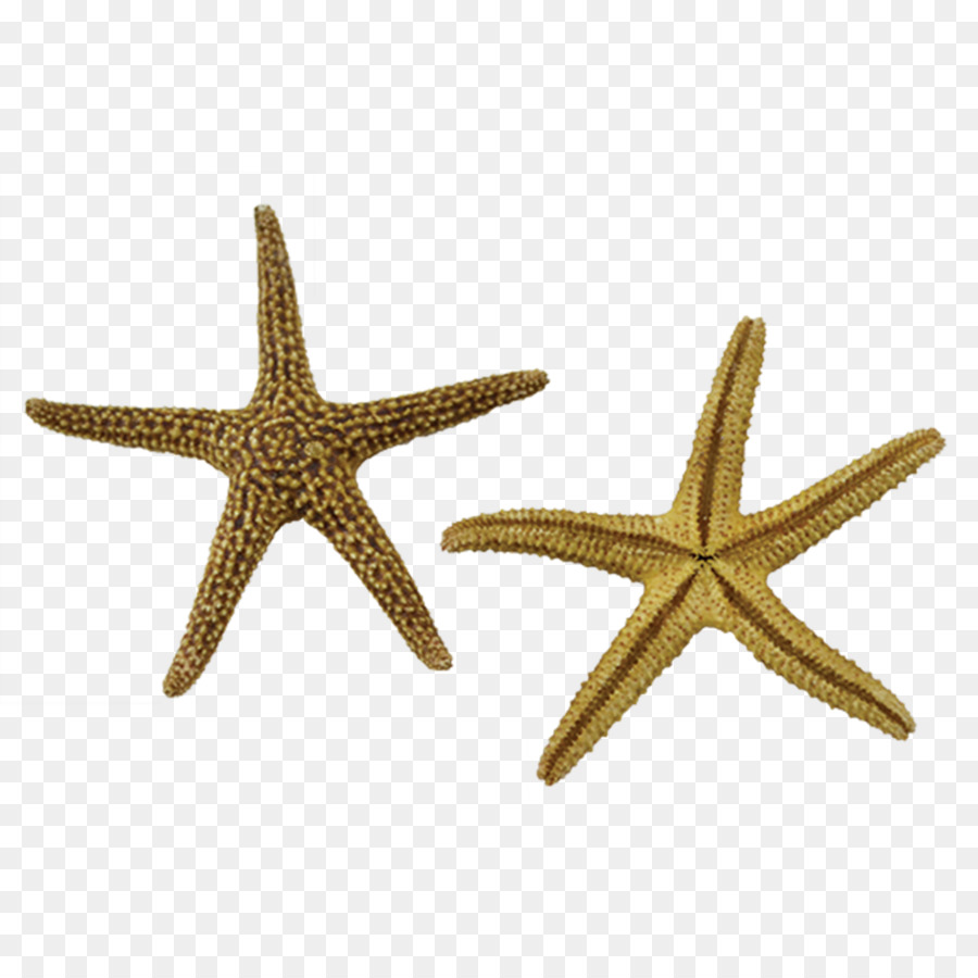 Estrella De Mar，Invertebrados PNG