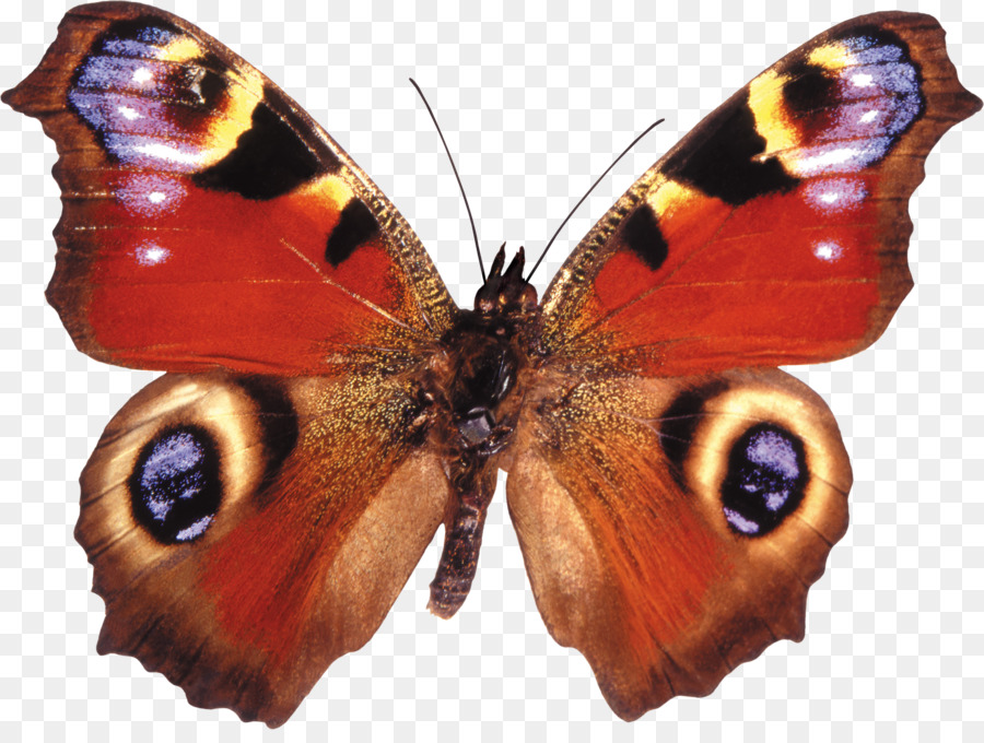 Mariposa，Aglais Io PNG