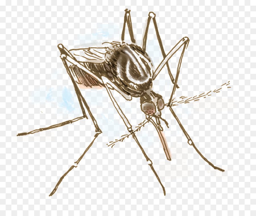 Aedes Albopictus，Mosquito De La Fiebre Amarilla PNG