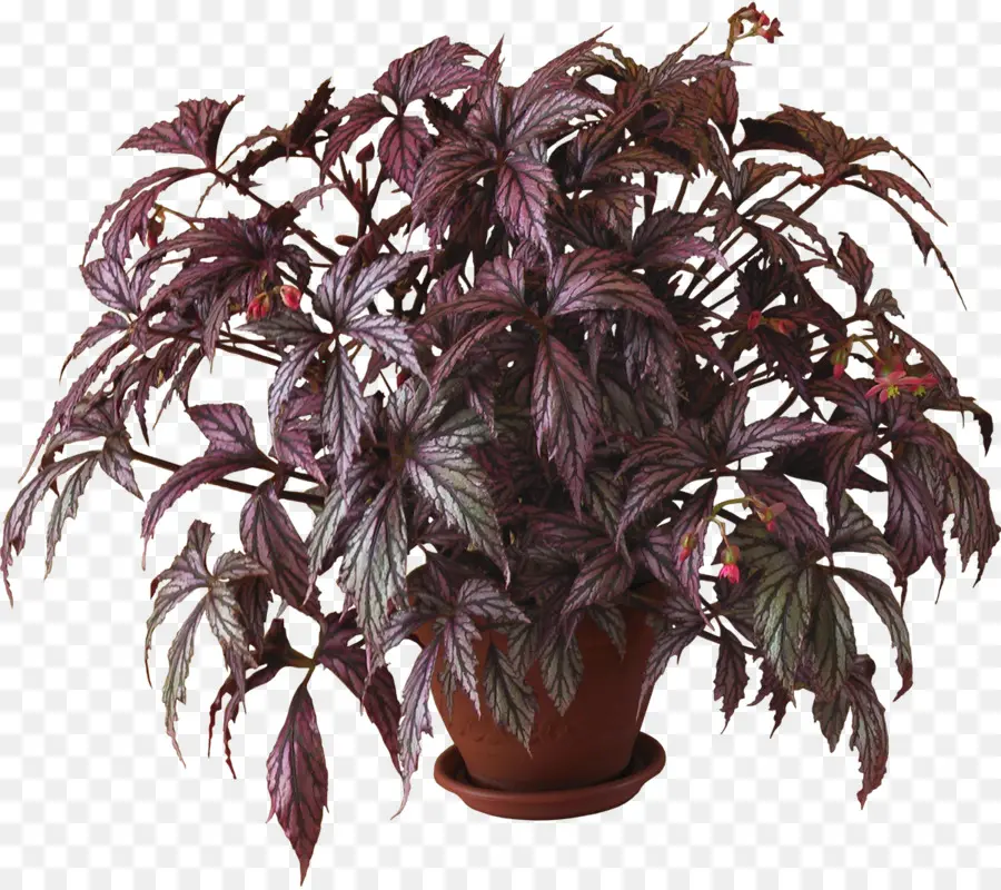 Planta Morada，Hojas PNG