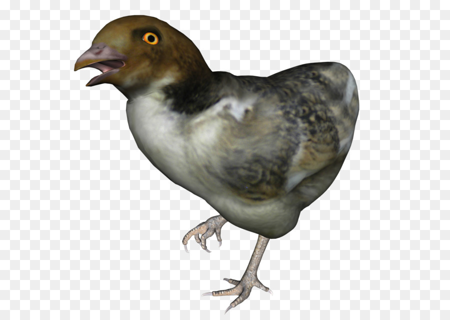 Blog，Pato PNG