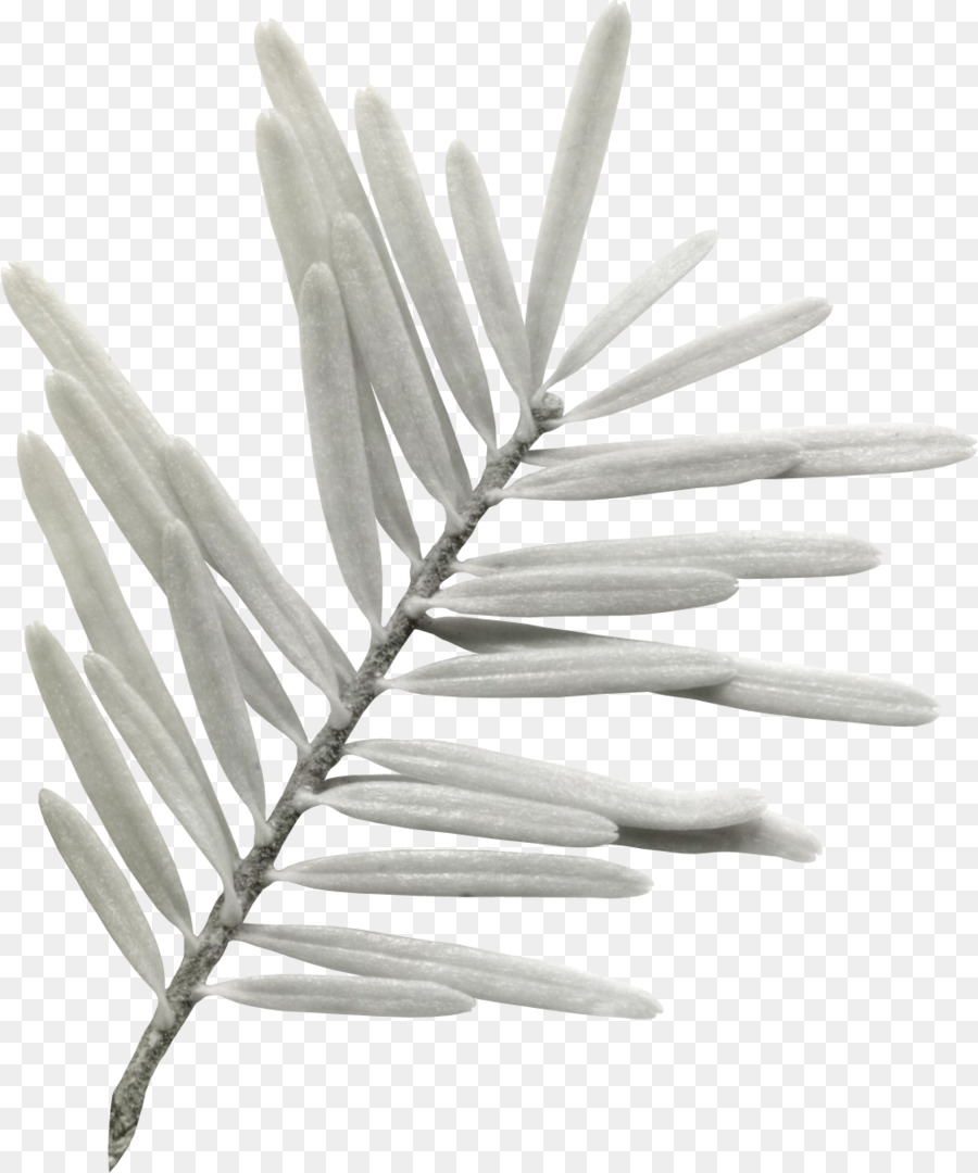 Pluma，Blanco PNG