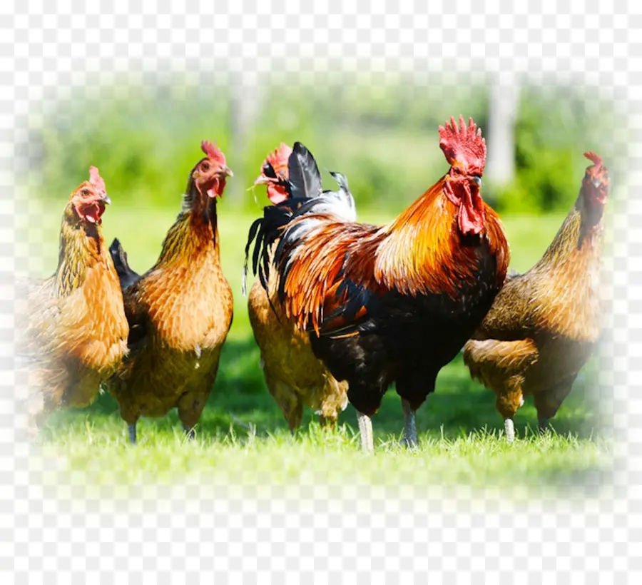 Gallos，Pollos PNG