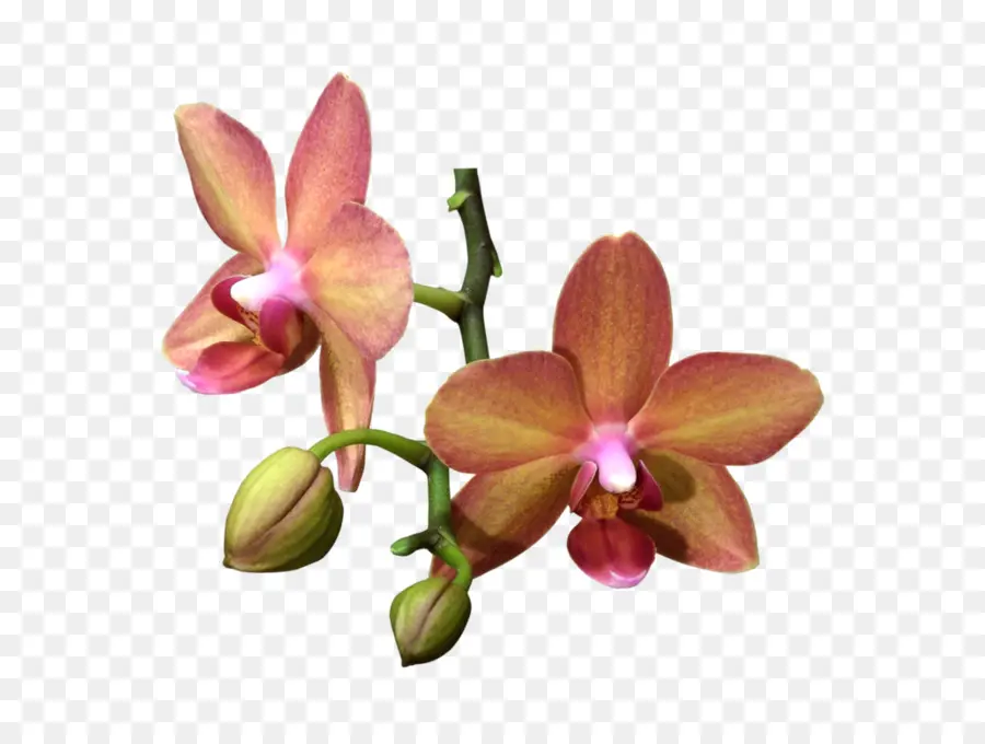 Las Orquídeas，Flor PNG