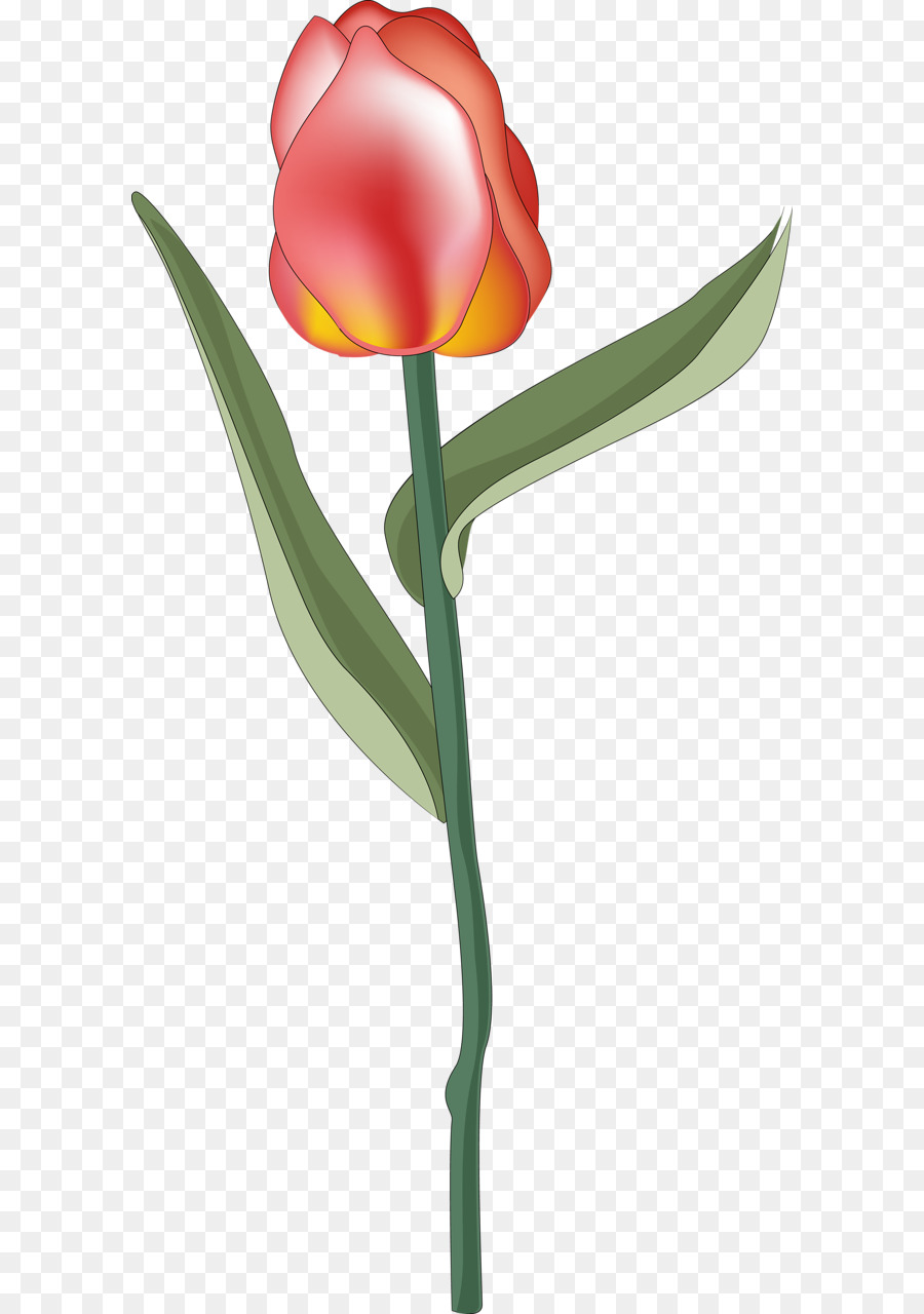 Flor，Rojo PNG