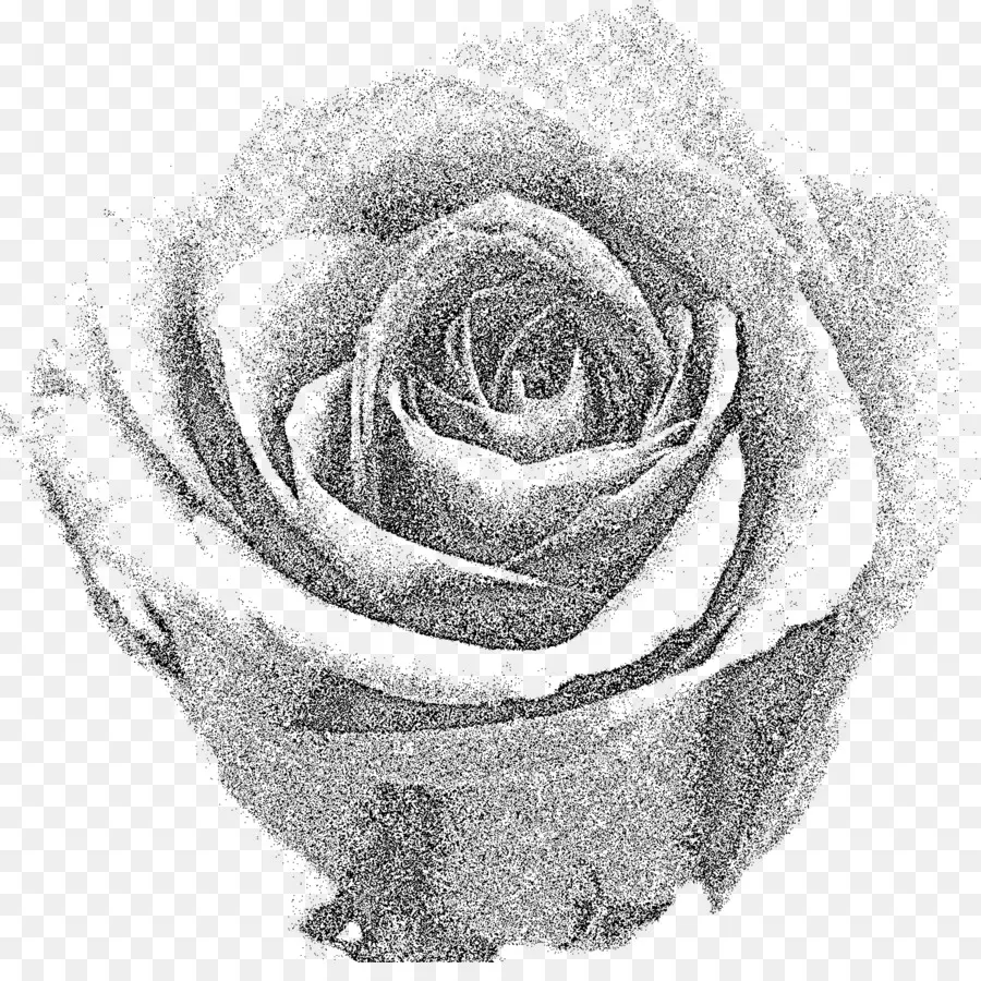 Rosa，Flor PNG