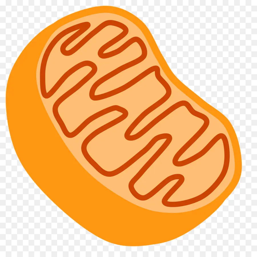 Mitocondria，Orgánulo PNG