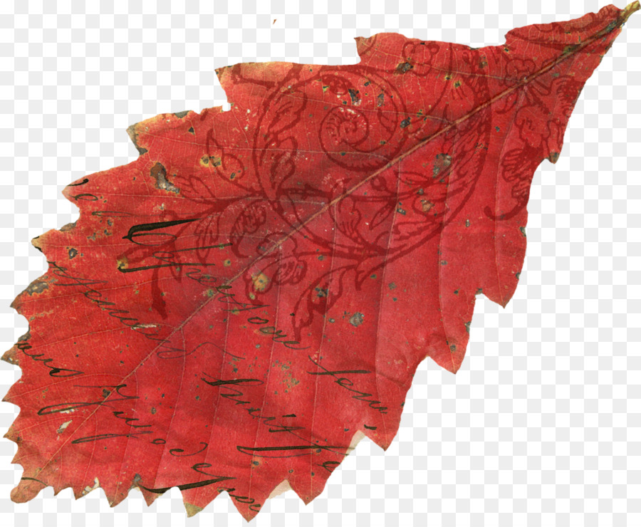 Hoja，Rojo PNG