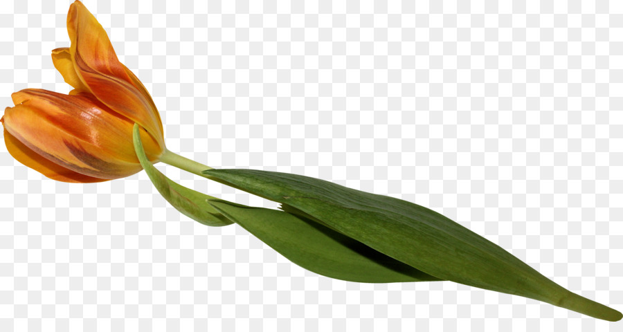 Tulip，Flor PNG