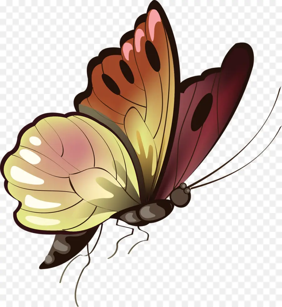 Mariposa，Animal PNG