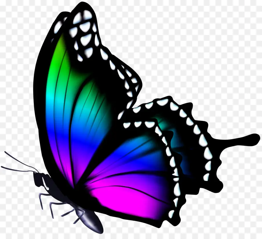 Mariposa，Color PNG