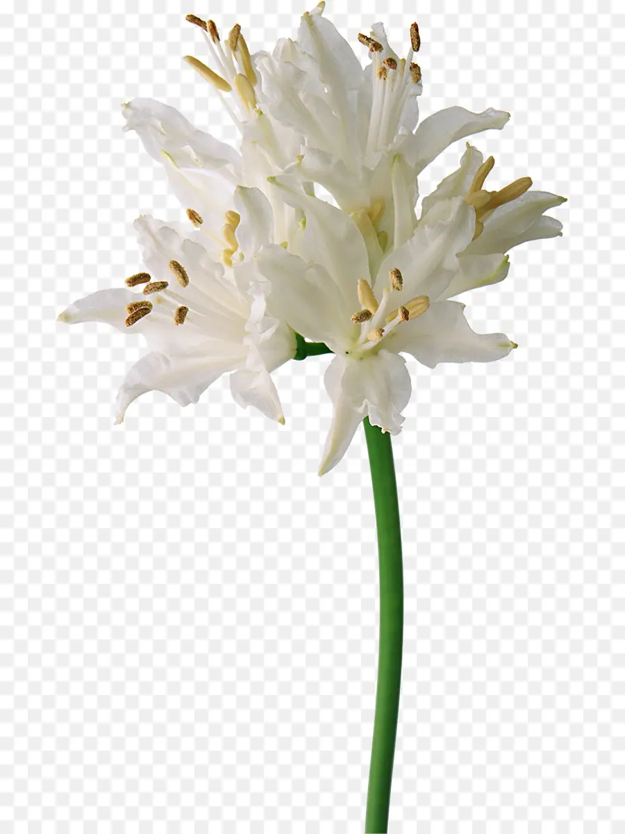 Flor，Blanco PNG