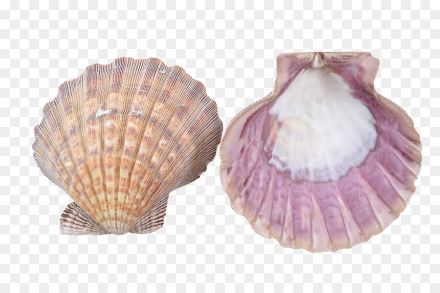 Conchas Marinas，Conchas PNG