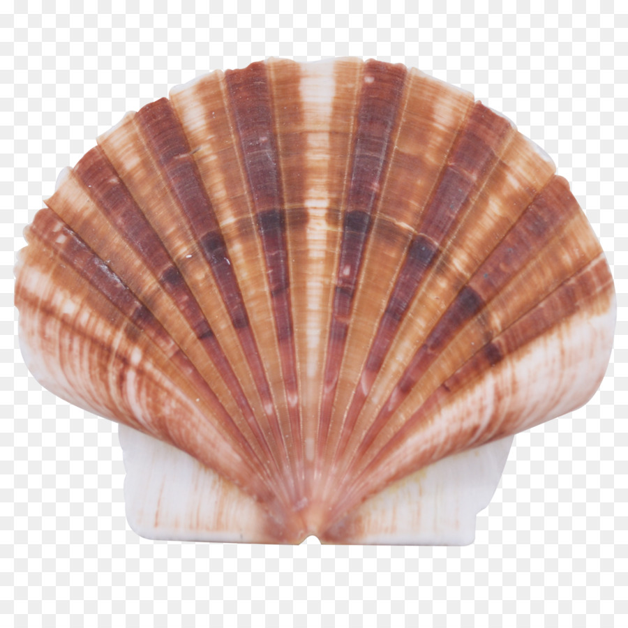 Berberecho，Concha PNG