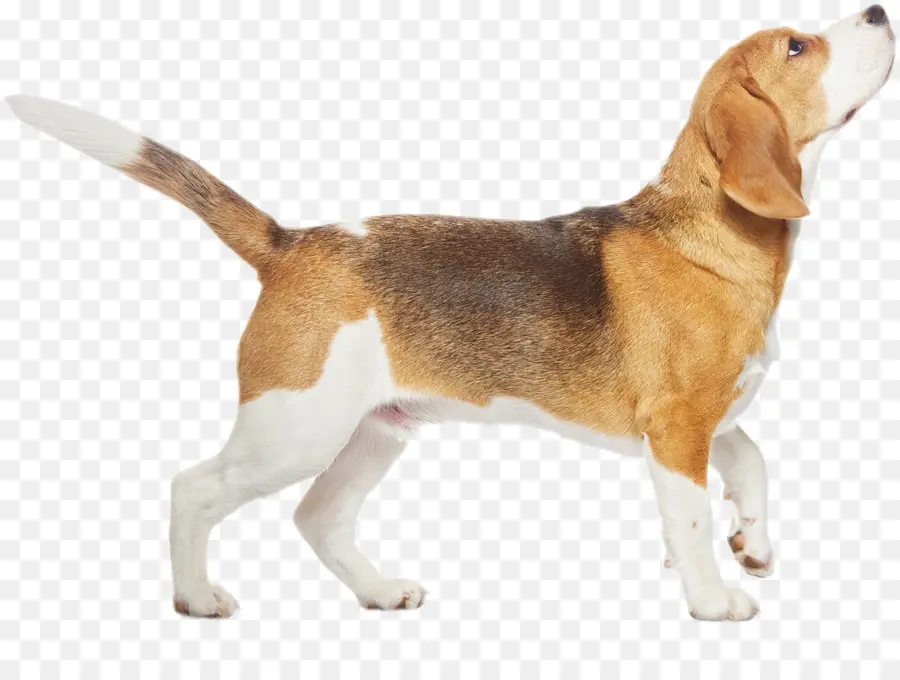 Beagle，Negro Y Tan Coonhound PNG