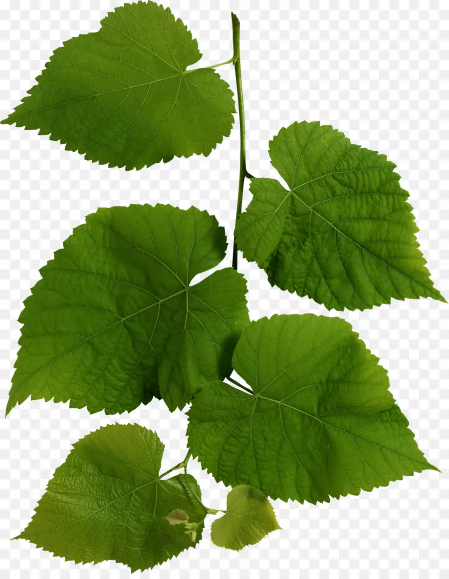 Hojas Verdes，Planta PNG