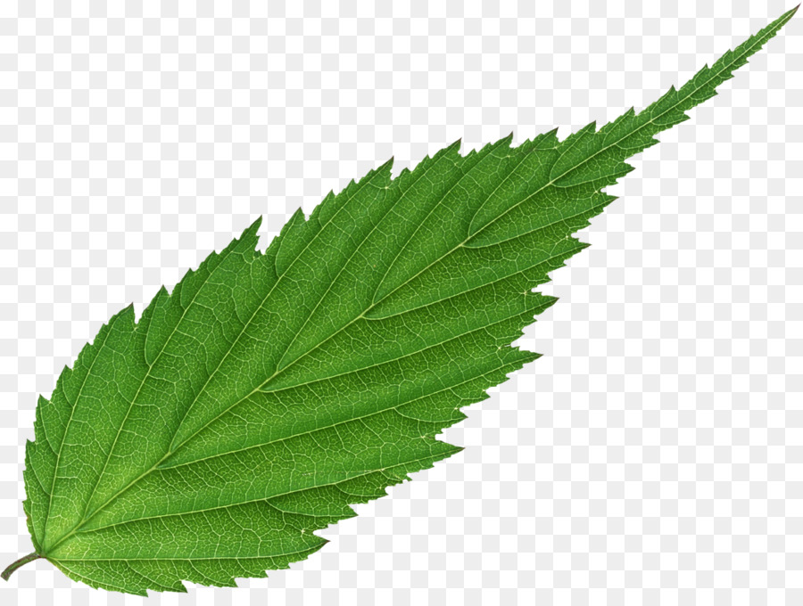 Hoja，Planta PNG