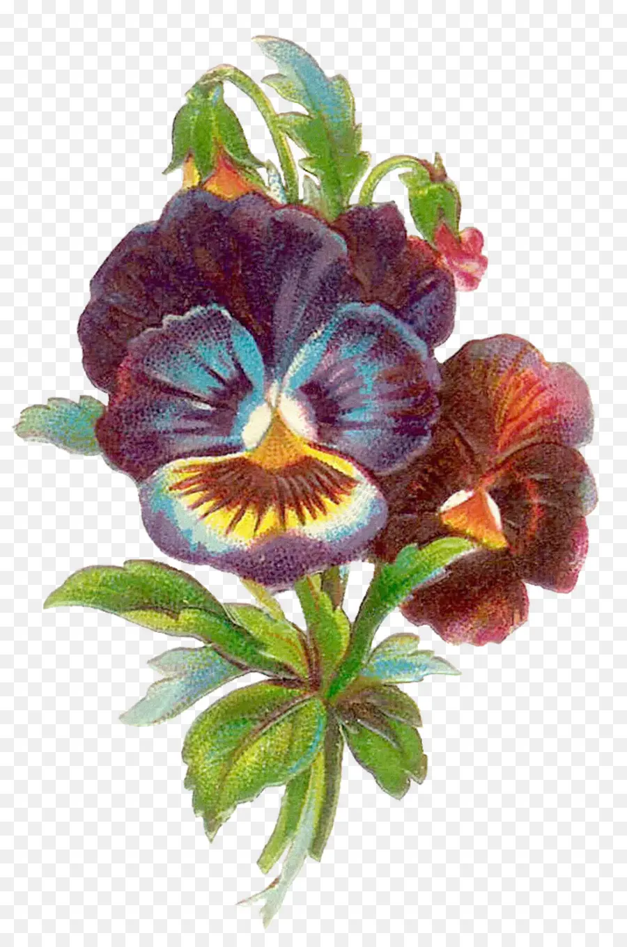 Pansy，Antigüedades PNG